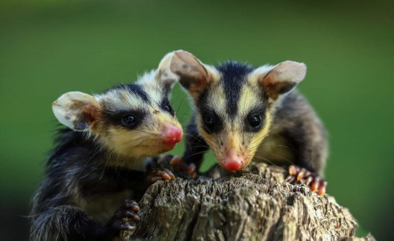Gestão de fauna